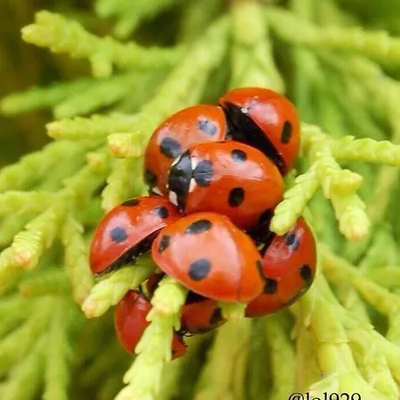 Tinnycross House Bed and Breakfast *