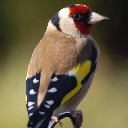 Tinnycross House Bed & Breakfast *