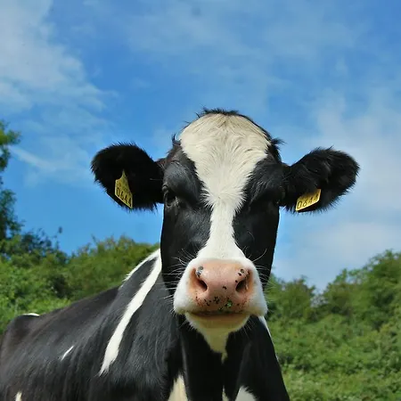 Tinnycross House Ballymore Eustace