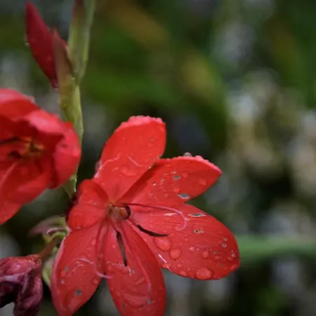 Bed and Breakfast Tinnycross House *