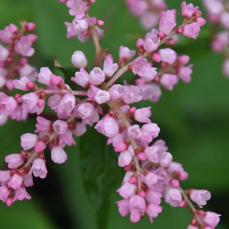Tinnycross House Ballymore Eustace