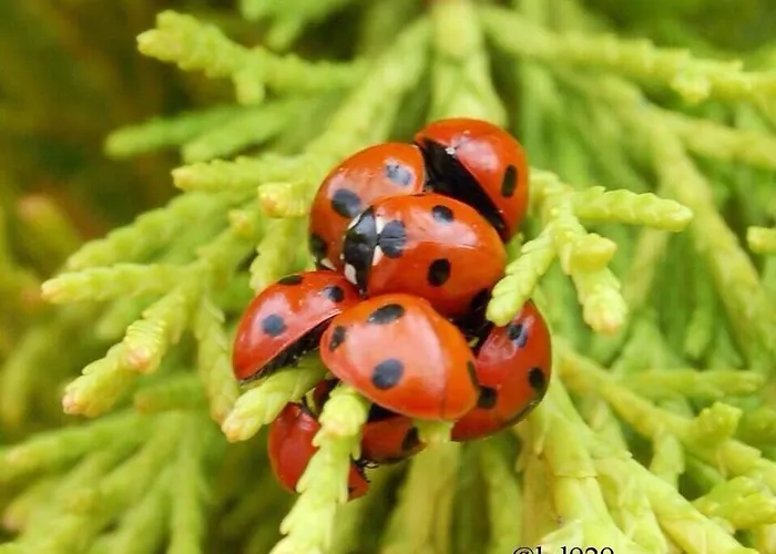 Tinnycross House Bed & Breakfast *