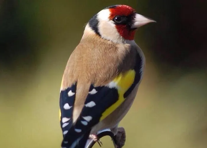 Tinnycross House Bed & Breakfast *