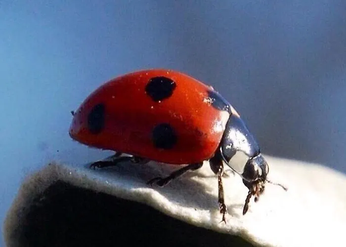 Bed & Breakfast Tinnycross House *