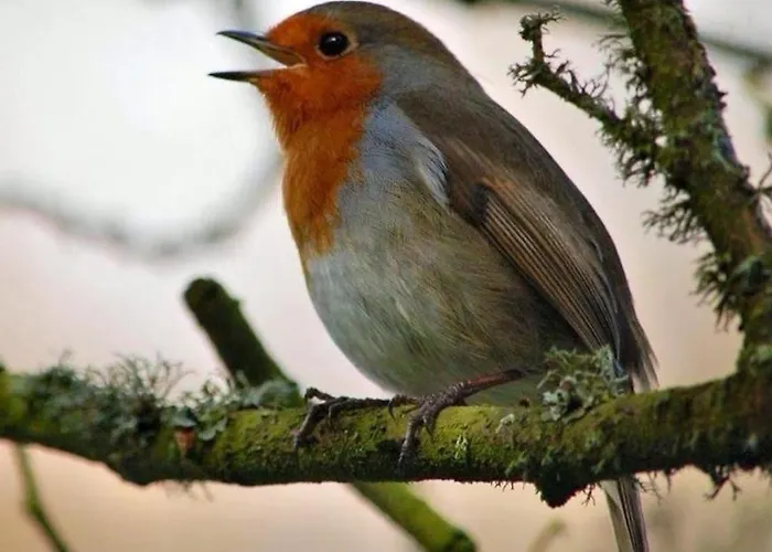 Tinnycross House * Ballymore Eustace