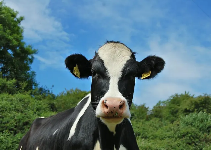 Tinnycross House Ballymore Eustace