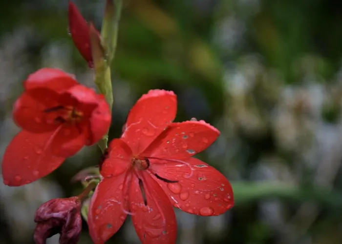 Bed & Breakfast Tinnycross House *